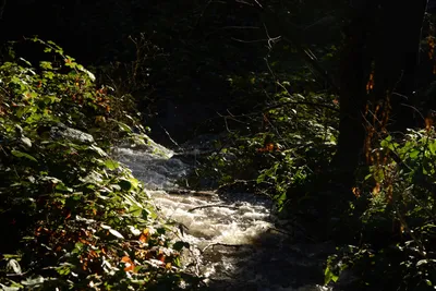 DSC_0930 (Large).JPG